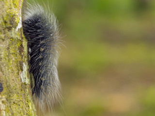 closeup hairy caterpillar on the tree with blur background
