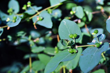 Branch of wild honeysuckle with unripe green berries, soft bokeh background