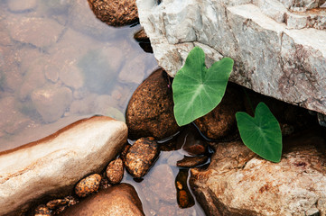 Tropical Colocasia plant, Elephant ear, Cocoyam, Dasheen, Eddoe or taro palnt and river rocks.