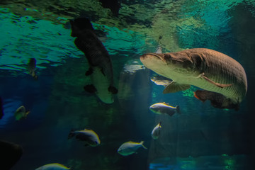 Fototapeta premium Big fish swims to the surface of the water in the rays of the sun. Fish is reflected from the surface of the water. Front view.