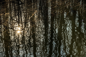 Tree Trunks and Sun Reflected in the Water