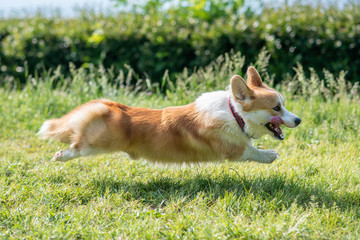 a dog of Corgi breeds rushes along the lawn