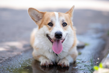 Naklejka na ściany i meble Corgi breed dog lies in a puddle on the road