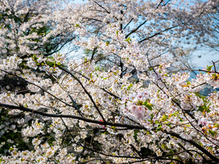 Blooming Flower Cherry blossom at Namsan park, Seoul, South Korea.Blue sky background in summer season.
