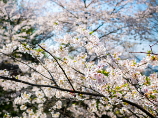 Blooming Flower Cherry blossom at Namsan park, Seoul, South Korea.Blue sky background in summer season.