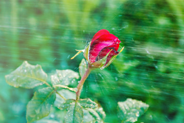 One red rose with a plentiful stream of water spray and drops of water
