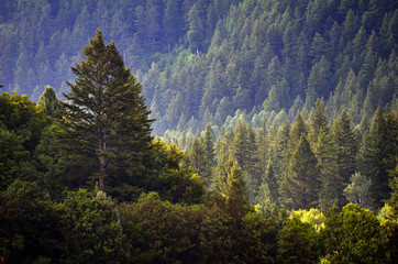 Pine Forest During Rainstorm Lush Trees