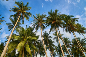 Palm Trees in Elnido Philippines 