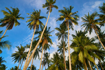 Obraz na płótnie Canvas Palm Trees in Elnido Philippines 