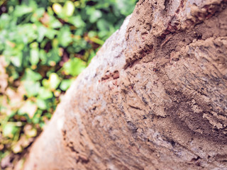surface of tree with red ant (fire ant) from tropical country with soft focus green leaf background
