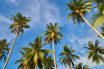 Fototapeta na wymiar Palm Trees in Elnido Philippines 