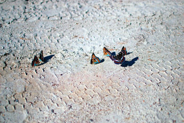 Bright butterflies on the sand.