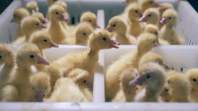 Yellow ducklings sit together, close up. Little ducks sit in a white box.