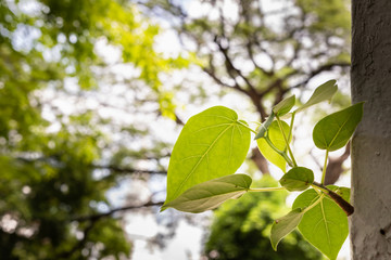 Pho leaves grow out of the wall.