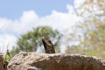 Lizard basking in the sun in the ruins of Chichen Itza, Mexico