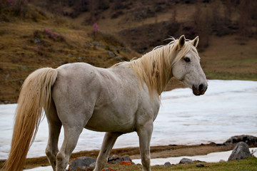 Obraz premium Russia. The South Of Western Siberia. Free pastures in the valleys of the Altai Mountains