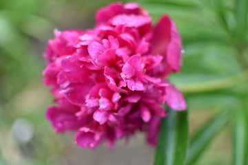  close-up of a beautiful flower of a burgundy peony in transparent rain drops, on a soft green blurred background of leaves and grass