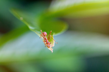 Red ant on leaf.