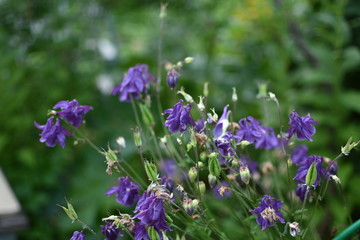 Close-up of purple bells Aquilegia on a green blurred background