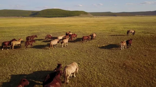 Aerial view of a horse herd on a Mongolian steppe on an autumn day. Lake Khuvsgol, Mongolia.