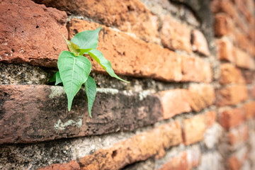 Pho leaves grow out of the wall.