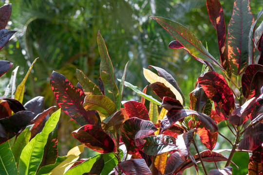 Exotic, colorful crotons in their natural environment, Mexico