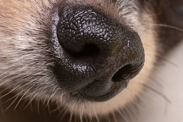 Macro of nose dog.