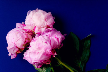 Flat lay composition with peons on blue background. Top view, copy space