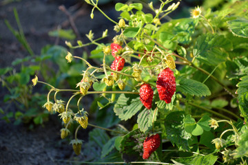 Ripe and unripe wild strawberry under sunlight