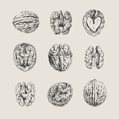 Ink drawn vintage illustration set of walnuts