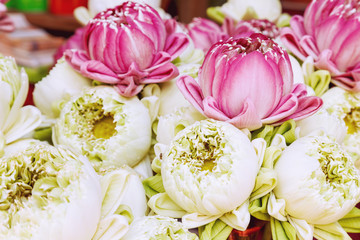Sacred lotus flowers on the street market.