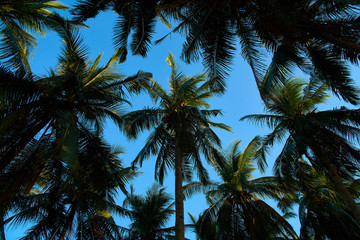 Fototapeta na wymiar Palm Tress In the Philippines Elnido Palawan 