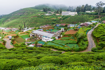 Fototapeta premium Vegetable fields and tea gardens near Nuwara Eliya town, Sri Lanka