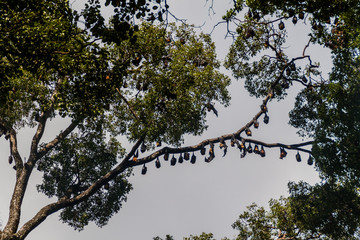 Fruit bats (flying foxes) in Royal Botanic Gardens near Kandy, Sri Lanka