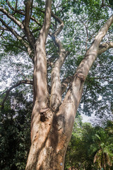 Enterolobium cyclocarpum (guanacaste, caro caro, or elephant-ear tree) in Royal Botanic Gardens near Kandy, Sri Lanka