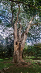 Fototapeta na wymiar Enterolobium cyclocarpum (guanacaste, caro caro, or elephant-ear tree) in Royal Botanic Gardens near Kandy, Sri Lanka