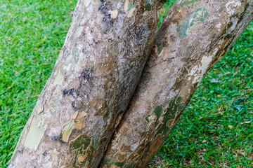 Detail of Guaiacum officinale tree in Peradeniya Royal Botanical Gardens near Kandy, Sri Lanka....
