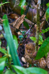 Tarsier Monkey Philoppines 