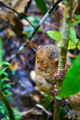 Tarsier Monkey Philoppines 