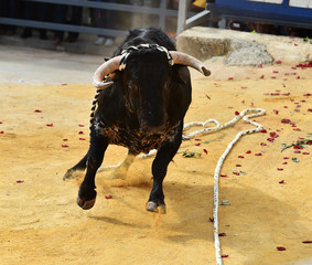 toro español en espectaculo tradicional