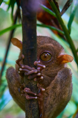 Tarsier Monkey Philoppines 