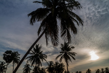 Silhouettes of palms at Nilaveli beach near Trincomalee, Sri Lanka