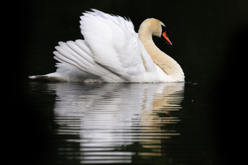 Mute Swan Portrait (Cygnus Olor) on plain background