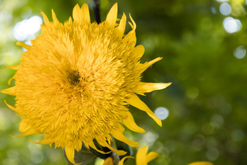 double sunflower flower. arge terry yellow sunflower on a background of green trees. Summer mood. Greeting card with a sunny flower in the flower shop. Place for your text. Floral background.