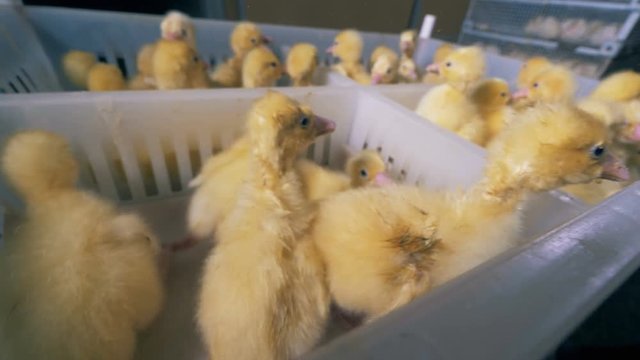 Many ducklings in a box with sections, close up.