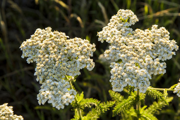White Gold Flowers 