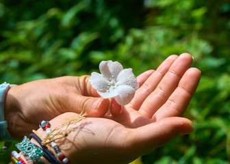 White Wet Flower in hand of a girl