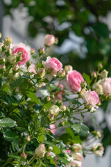 ピンクのバラの花と蕾