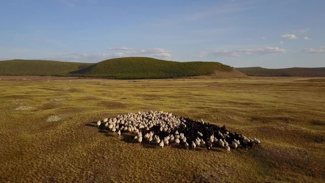 Aerial view of a sheep & goat & mutton herd on a Mongolian steppe on an autumn day. Lake Khuvsgol, Mongolia.