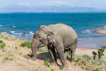 Sri Lankan elephant (Elephas maximus maximus) behind a fence of Udawalawe National Park, Sri Lanka
